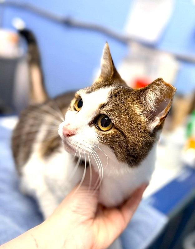CANDELABRA, adopted, Senior Female Domestic Short Hair.