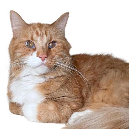 Enlarge Jackpot, a Adoptable mixed breed in Reno, NV image 1/1