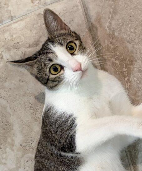 Darby Rose, Adoptable, Adult Female Domestic Short Hair.