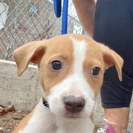 Jenny (20260504-10), adopted, Puppy Female Mixed Breed.