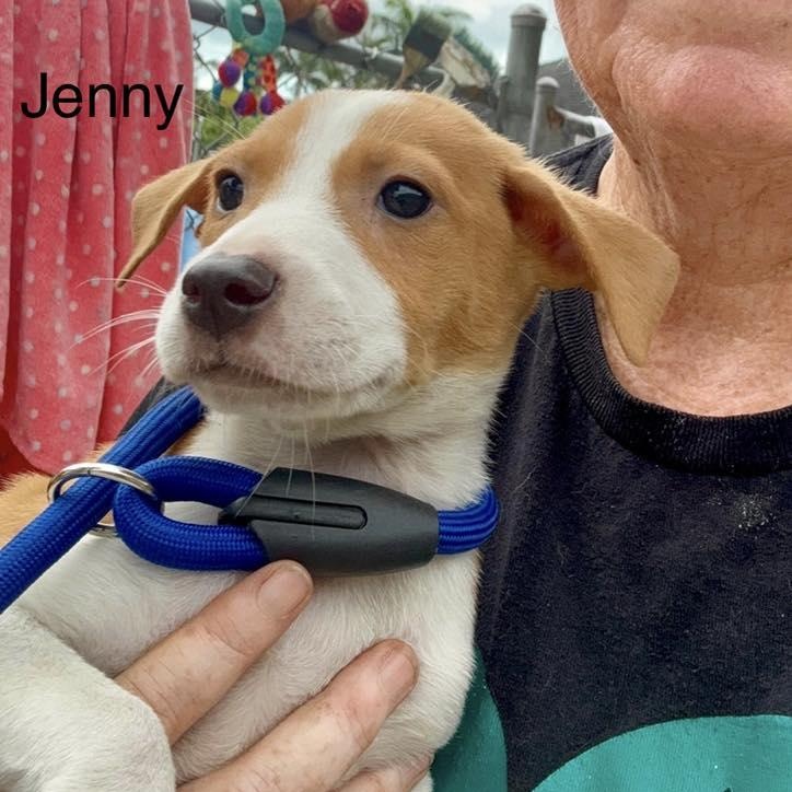 Enlarge Jenny (20260504-10), an adopted mixed breed in Mississauga, ON image 3/3