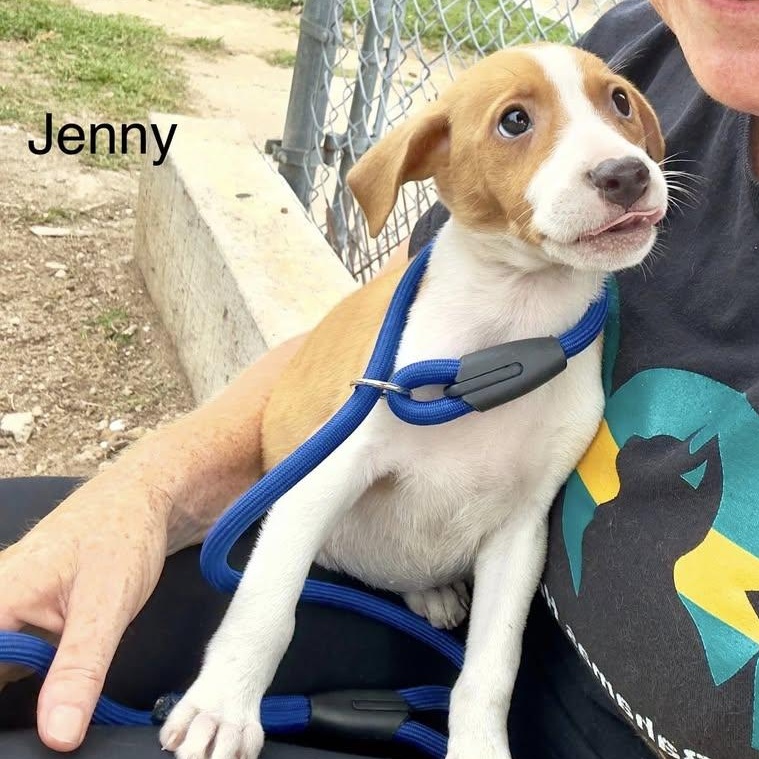 Enlarge Jenny (20260504-10), an adopted mixed breed in Mississauga, ON image 2/3