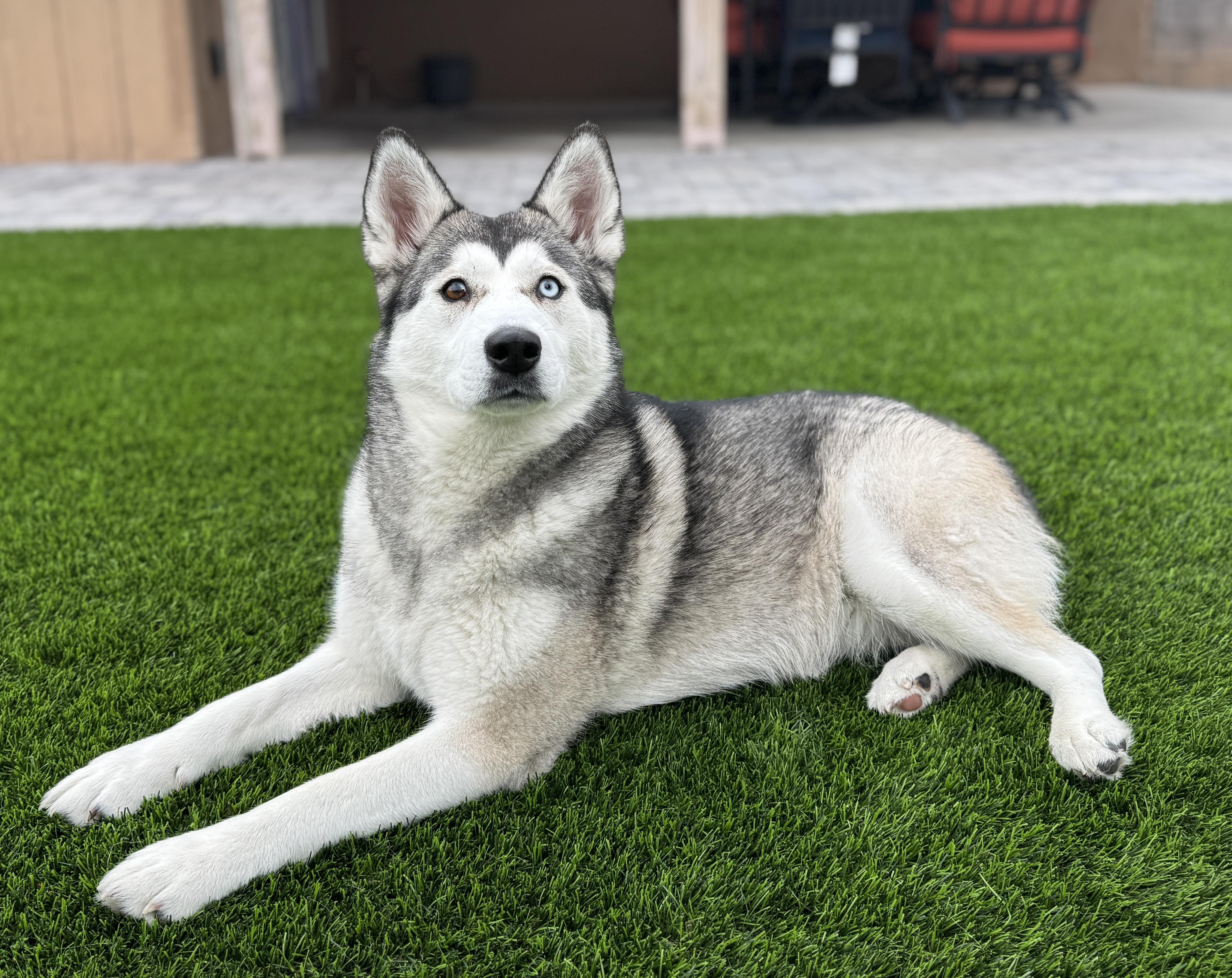 Waffles, a ADOPTABLE Siberian Husky in Scottsdale, AZ image 2/6