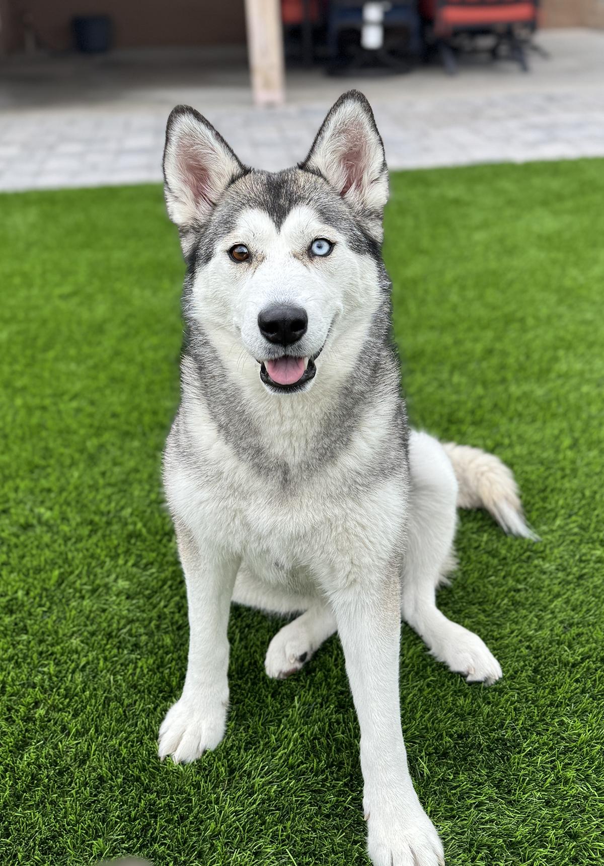 Waffles, a ADOPTABLE Siberian Husky in Scottsdale, AZ image 1/6