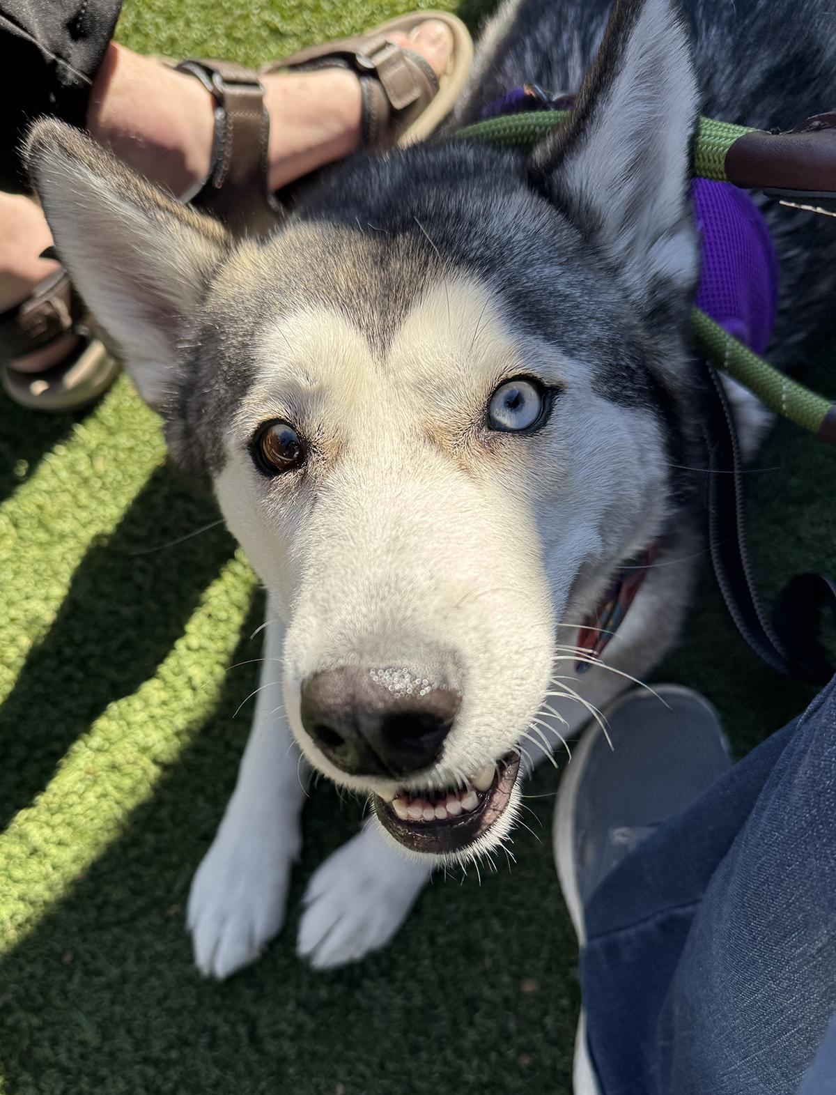 Waffles, a ADOPTABLE Siberian Husky in Scottsdale, AZ image 3/6