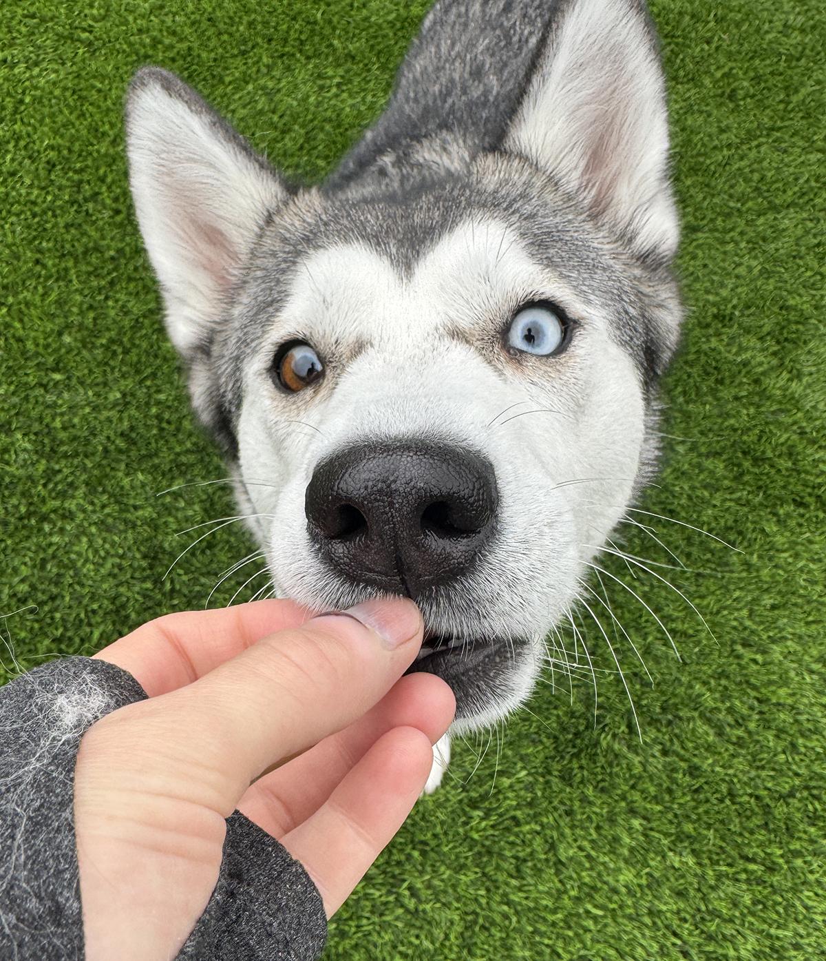 Waffles, a ADOPTABLE Siberian Husky in Scottsdale, AZ image 4/6