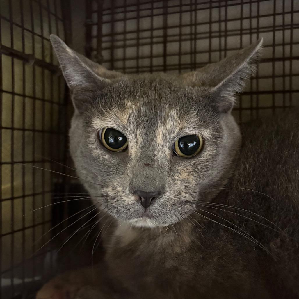 Pepper, Adoptable, Adult Female Domestic Short Hair.