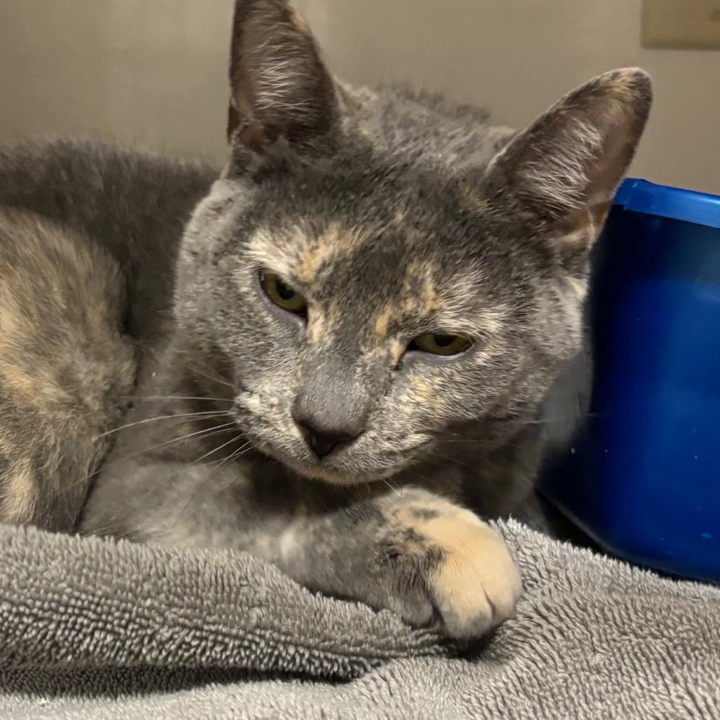 Enlarge Pepper, a Adoptable Domestic Short Hair in Yuma, AZ image 2/2