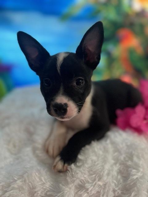 Lani, a Adoptable mixed breed in Milton, GA image 1/3
