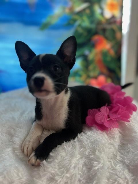 Lani, a Adoptable mixed breed in Milton, GA image 2/3