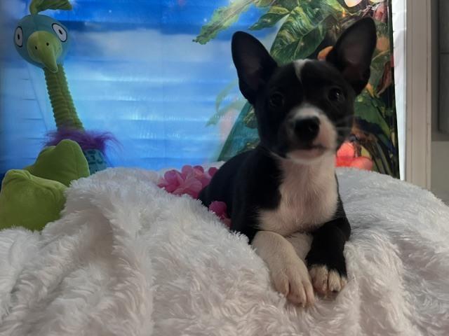Lani, a Adoptable mixed breed in Milton, GA image 3/3