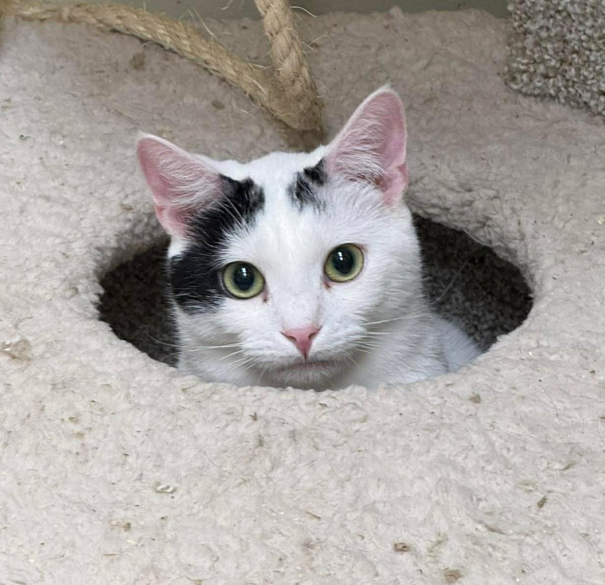 Enlarge DR DEVON DAYAL, a Adoptable mixed breed in City of Industry, CA image 3/6