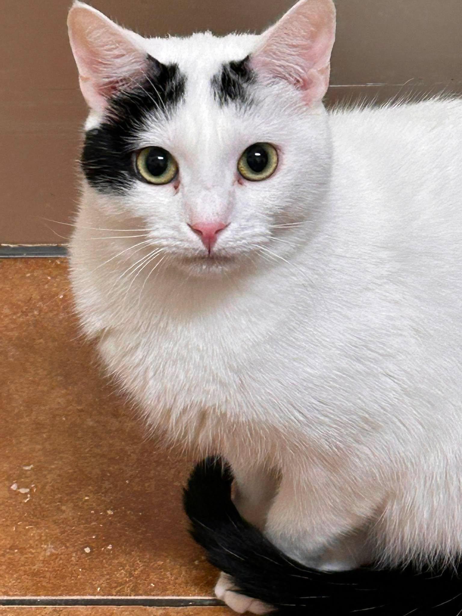 Enlarge DR DEVON DAYAL, a Adoptable mixed breed in City of Industry, CA image 4/6