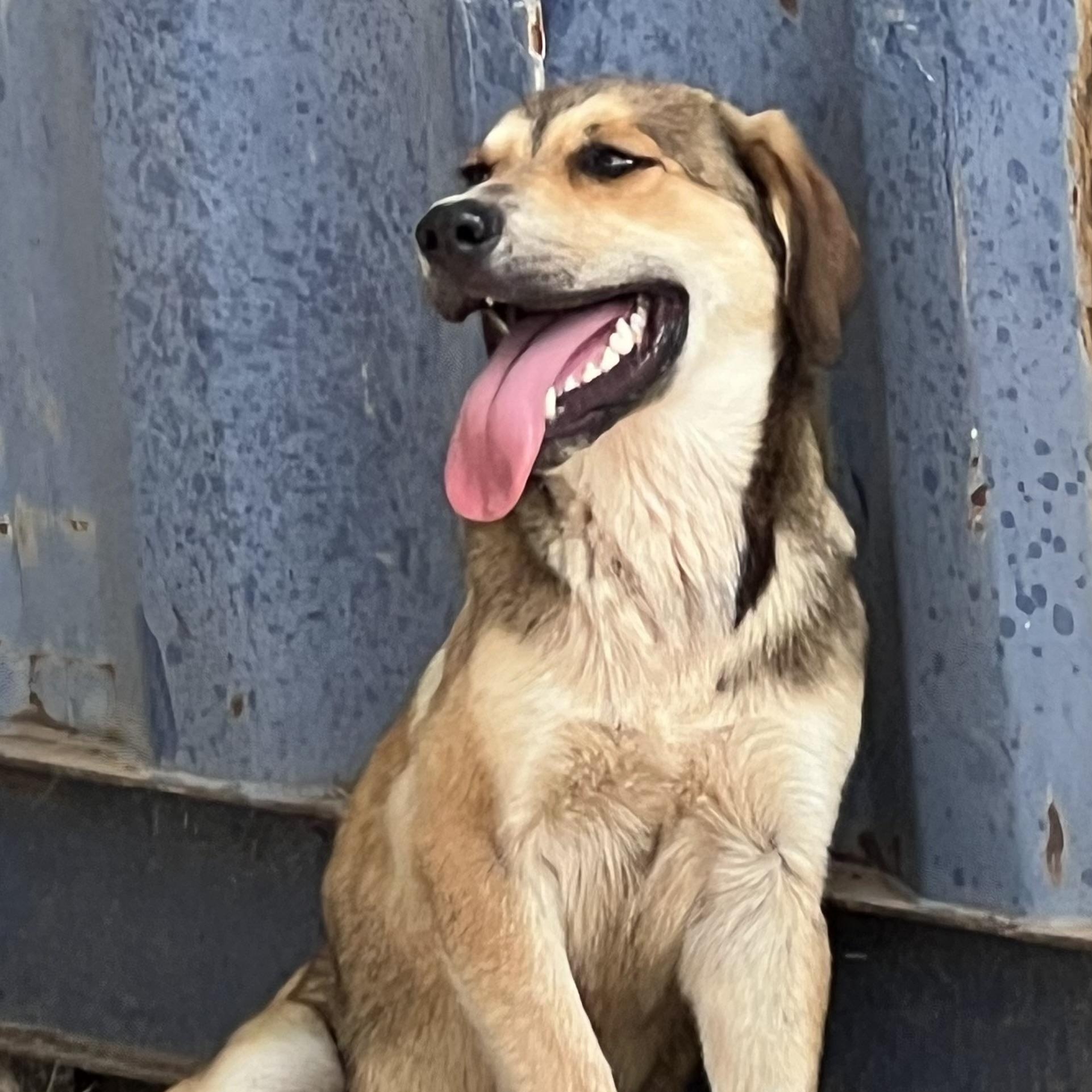 Sophie, Adoptable, Young Female Shepherd & Anatolian Shepherd.