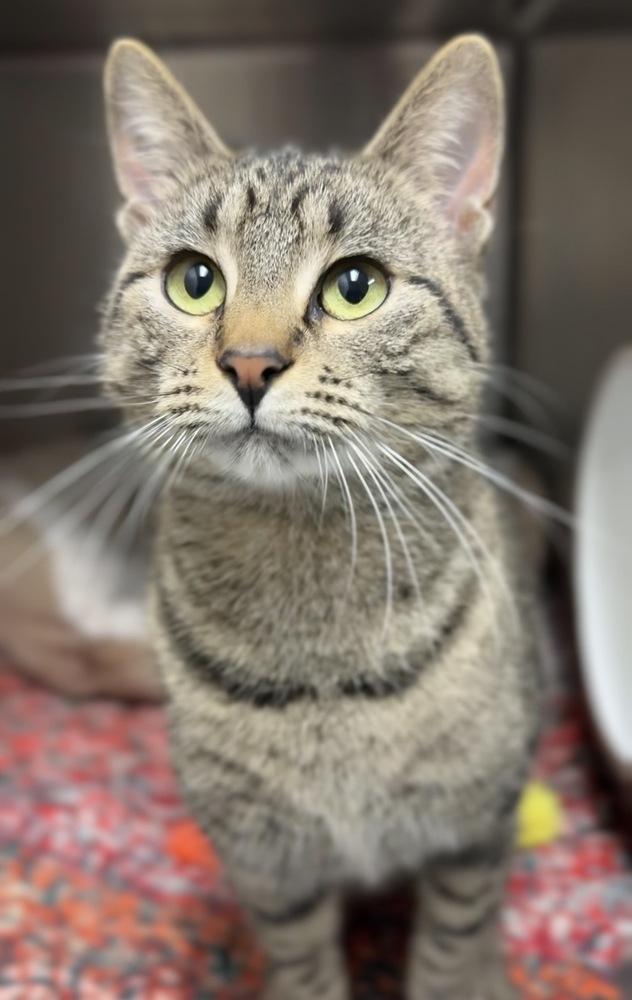 Pebbles, Adoptable, Adult Female Domestic Short Hair.