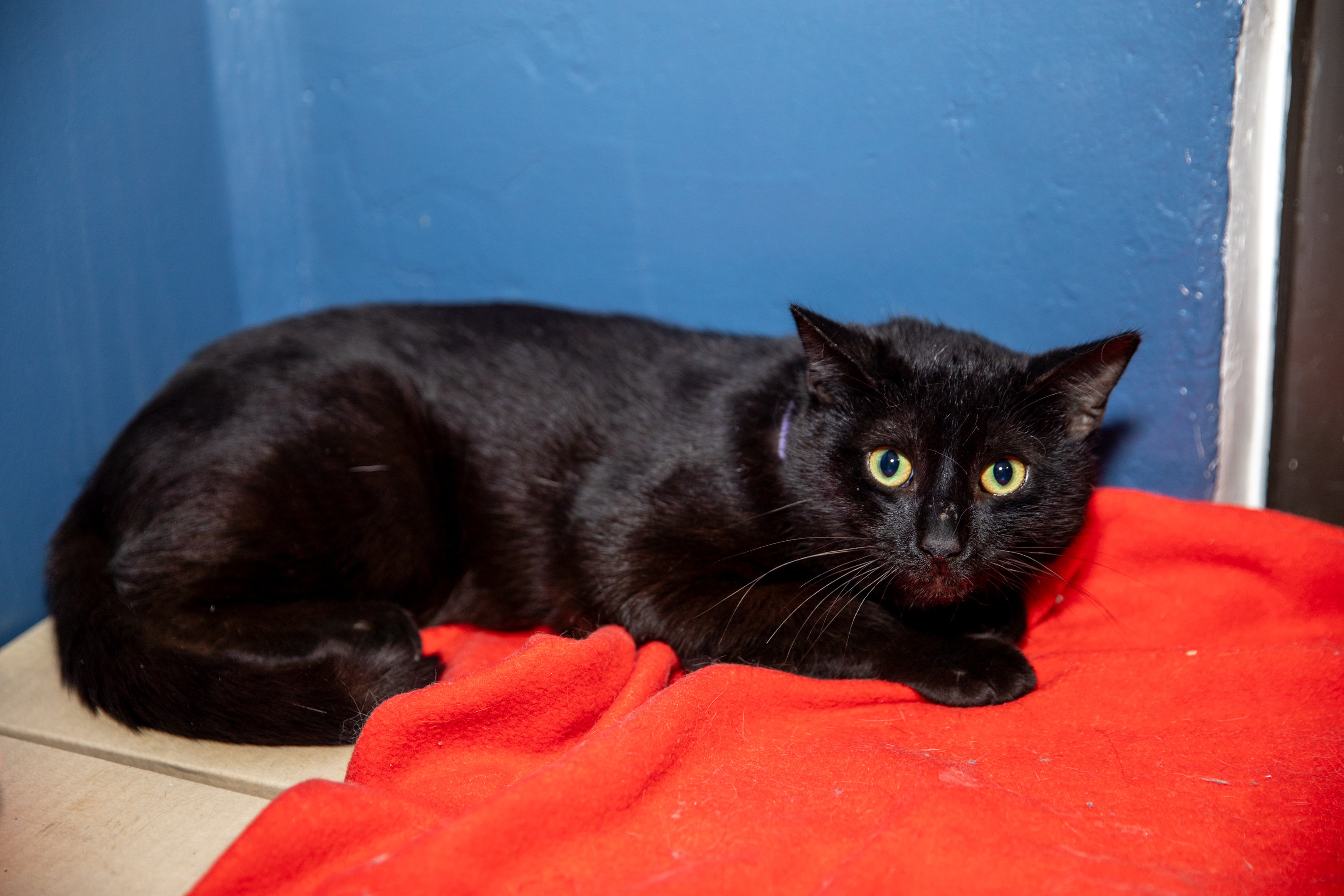 Chester, an adoptable Bombay in Chicago, IL_image-1