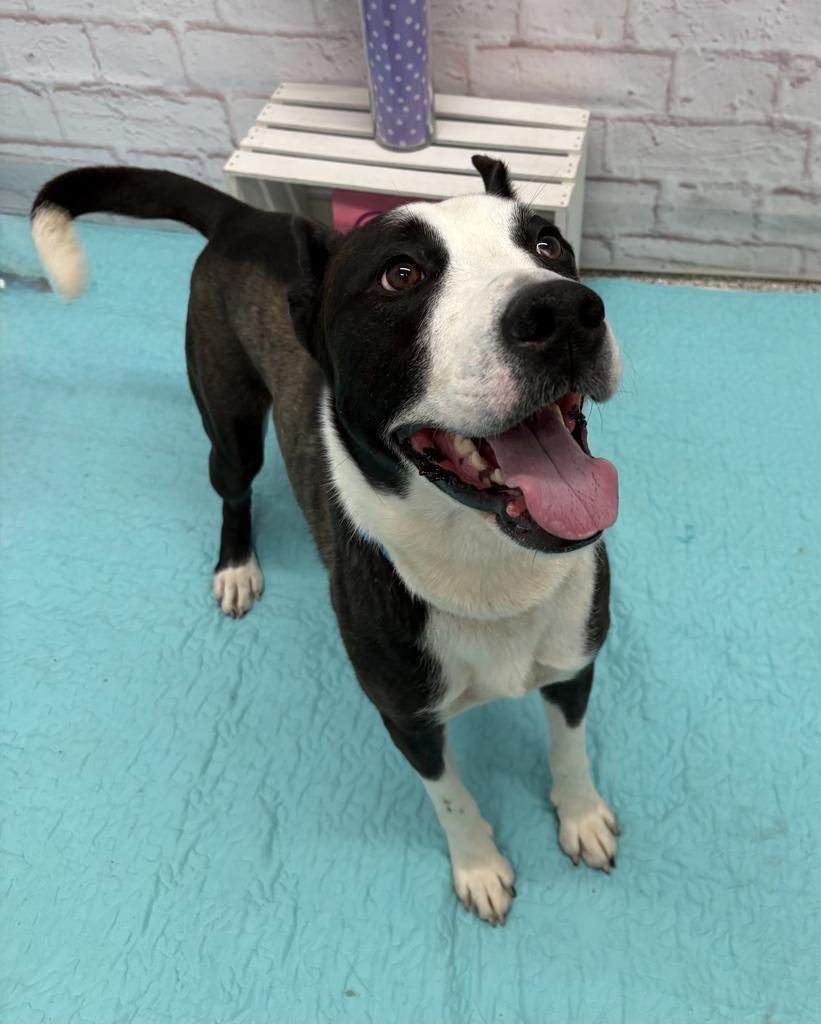 Chene, Adoptable, Young Male Husky & Mixed Breed.
