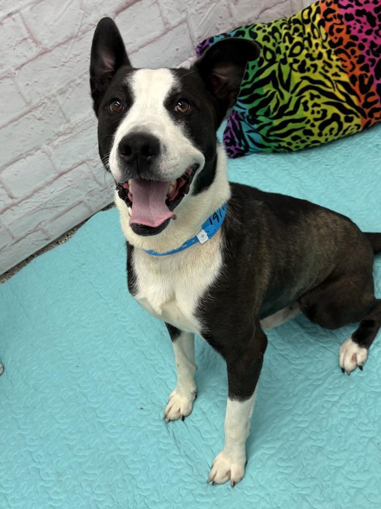 Enlarge Chene, a Adoptable mixed breed in Detroit, MI image 2/6