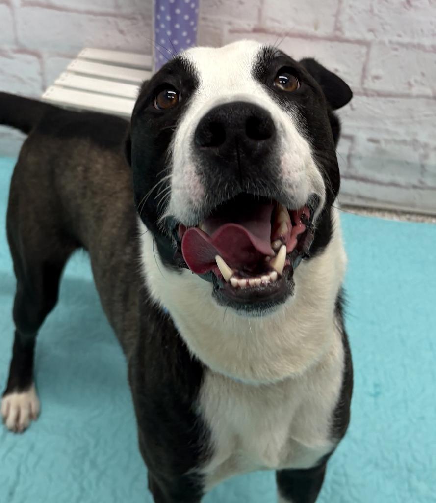 Enlarge Chene, a Adoptable mixed breed in Detroit, MI image 3/6