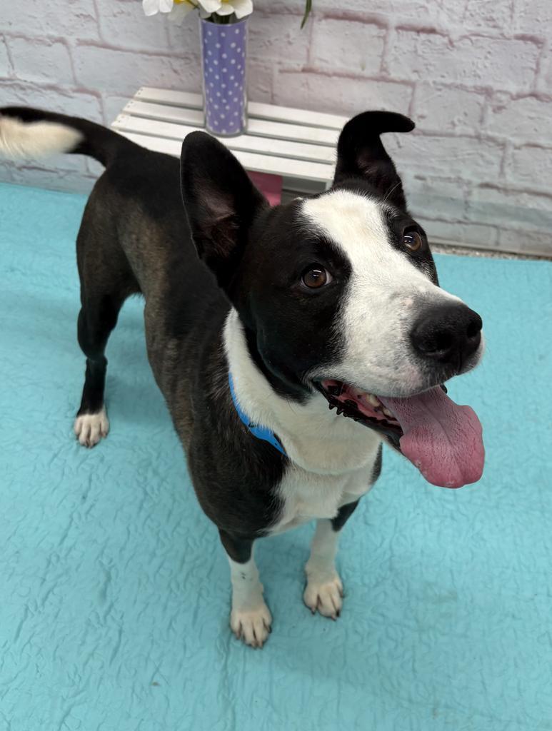 Enlarge Chene, a Adoptable mixed breed in Detroit, MI image 4/6