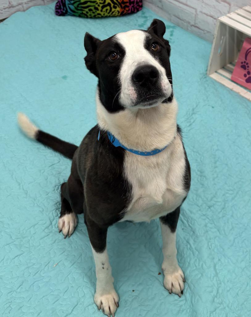Enlarge Chene, a Adoptable mixed breed in Detroit, MI image 5/6