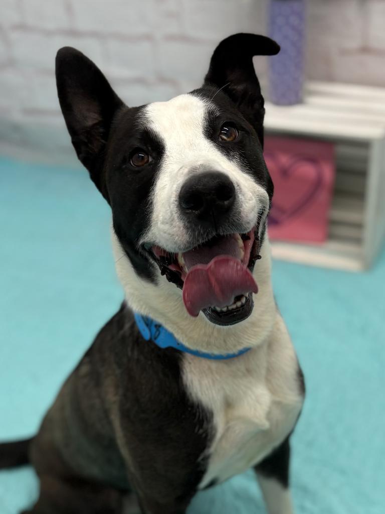 Enlarge Chene, a Adoptable mixed breed in Detroit, MI image 6/6