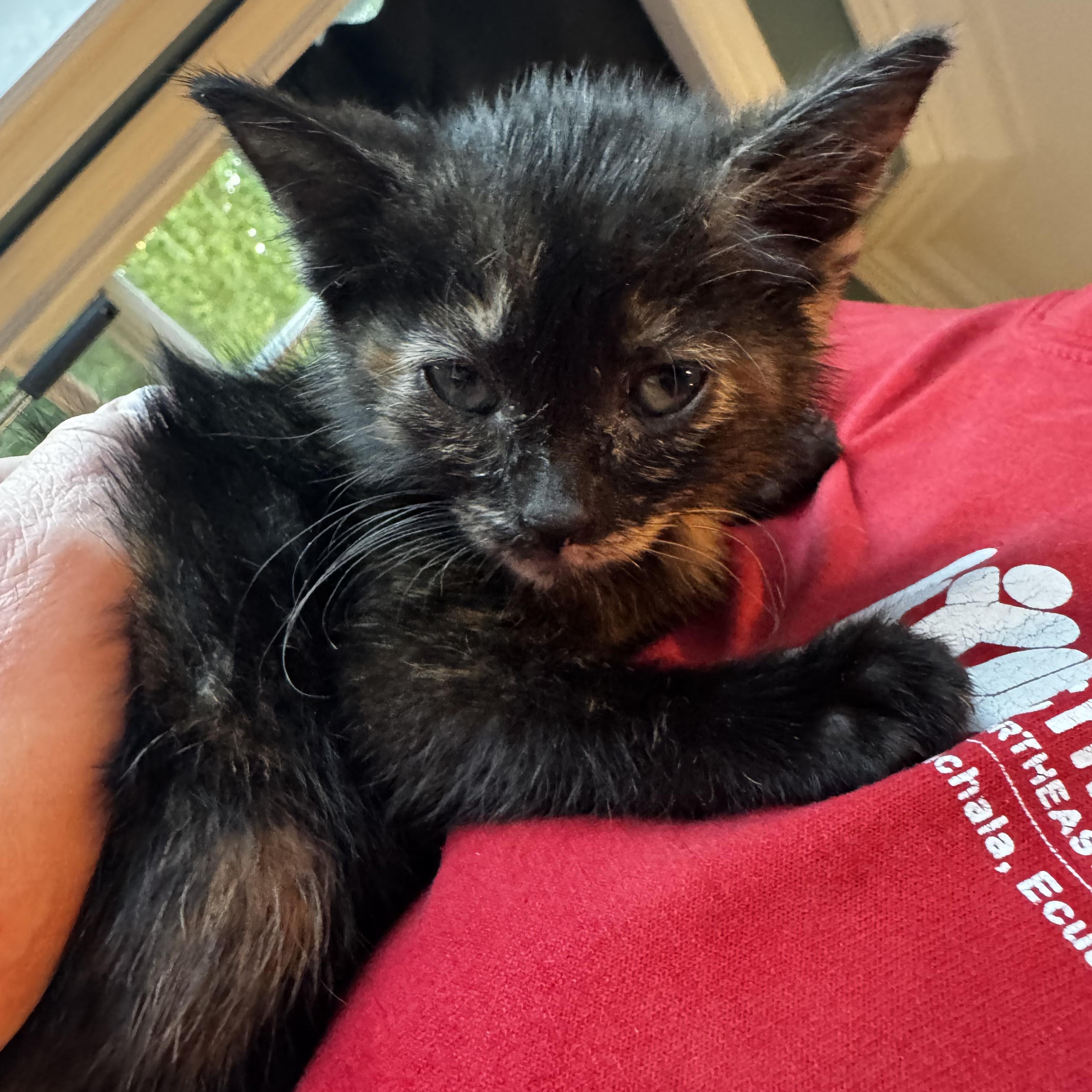 Velvet, ADOPTABLE, Kitten Female Tortoiseshell & Domestic Short Hair.