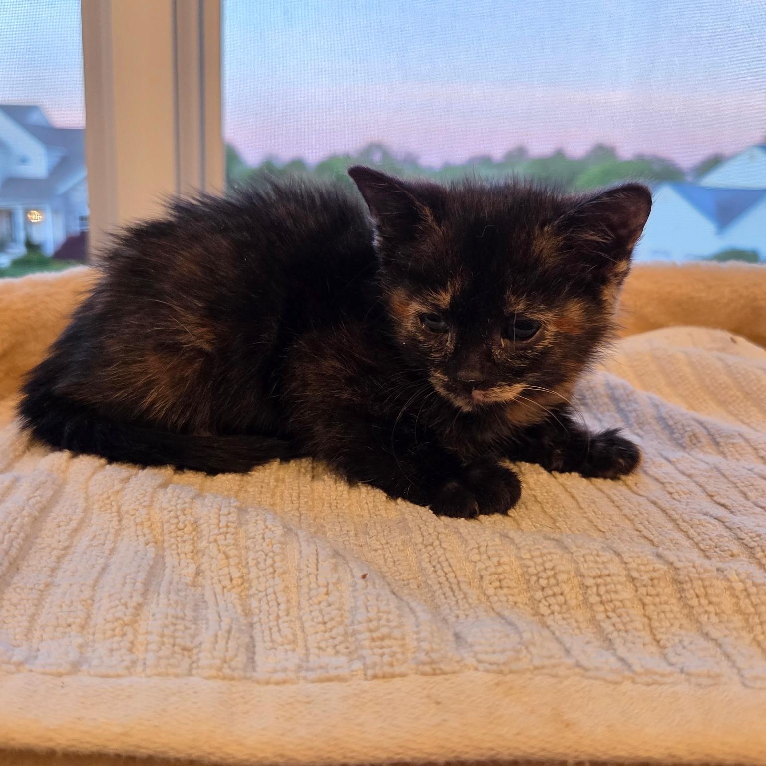 Velvet, a ADOPTABLE mixed breed in Moriches, NY image 2/2
