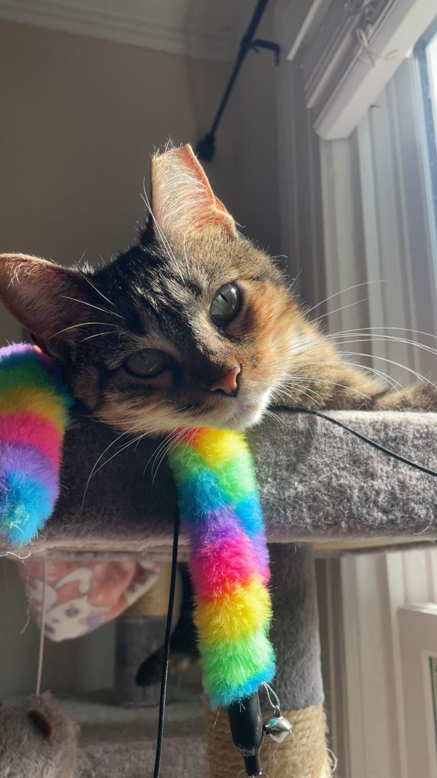 Enlarge Penelope (courtesy listing), a ADOPTABLE Domestic Short Hair in Baton Rouge, LA image 2/3