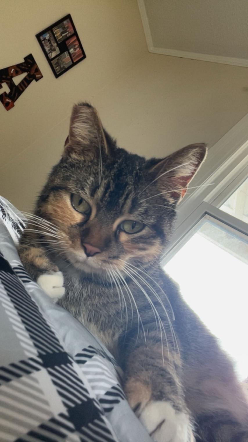 Enlarge Penelope (courtesy listing), a ADOPTABLE Domestic Short Hair in Baton Rouge, LA image 3/3