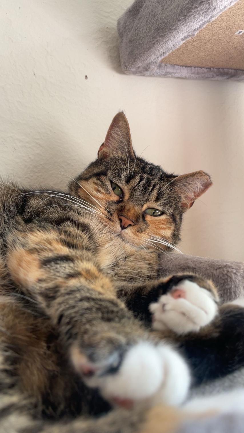 Penelope (courtesy listing), ADOPTABLE, Adult Female Domestic Short Hair.