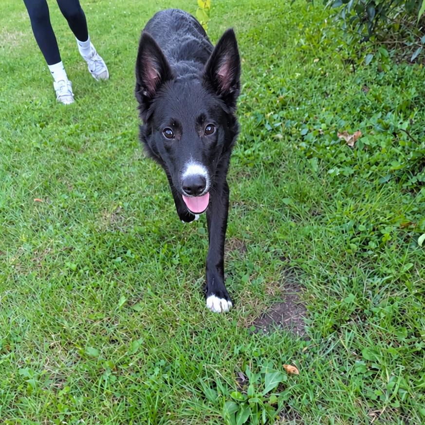 Parsley, Adoptable, Young Male Border Collie & Labrador Retriever.