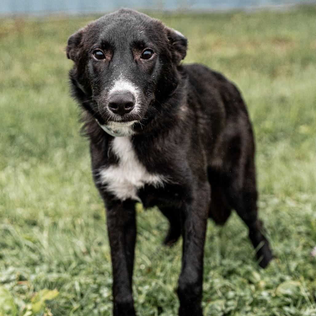 Enlarge Parsley, a Adoptable mixed breed in Tomah, WI image 2/5