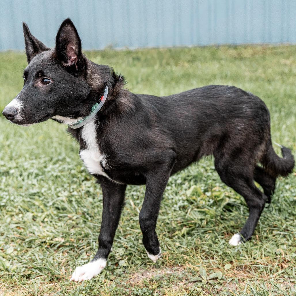 Enlarge Parsley, a Adoptable mixed breed in Tomah, WI image 3/5