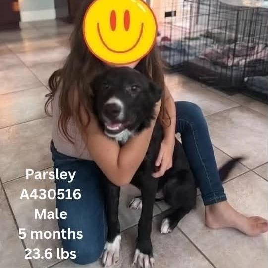 Enlarge Parsley, a Adoptable mixed breed in Tomah, WI image 4/5