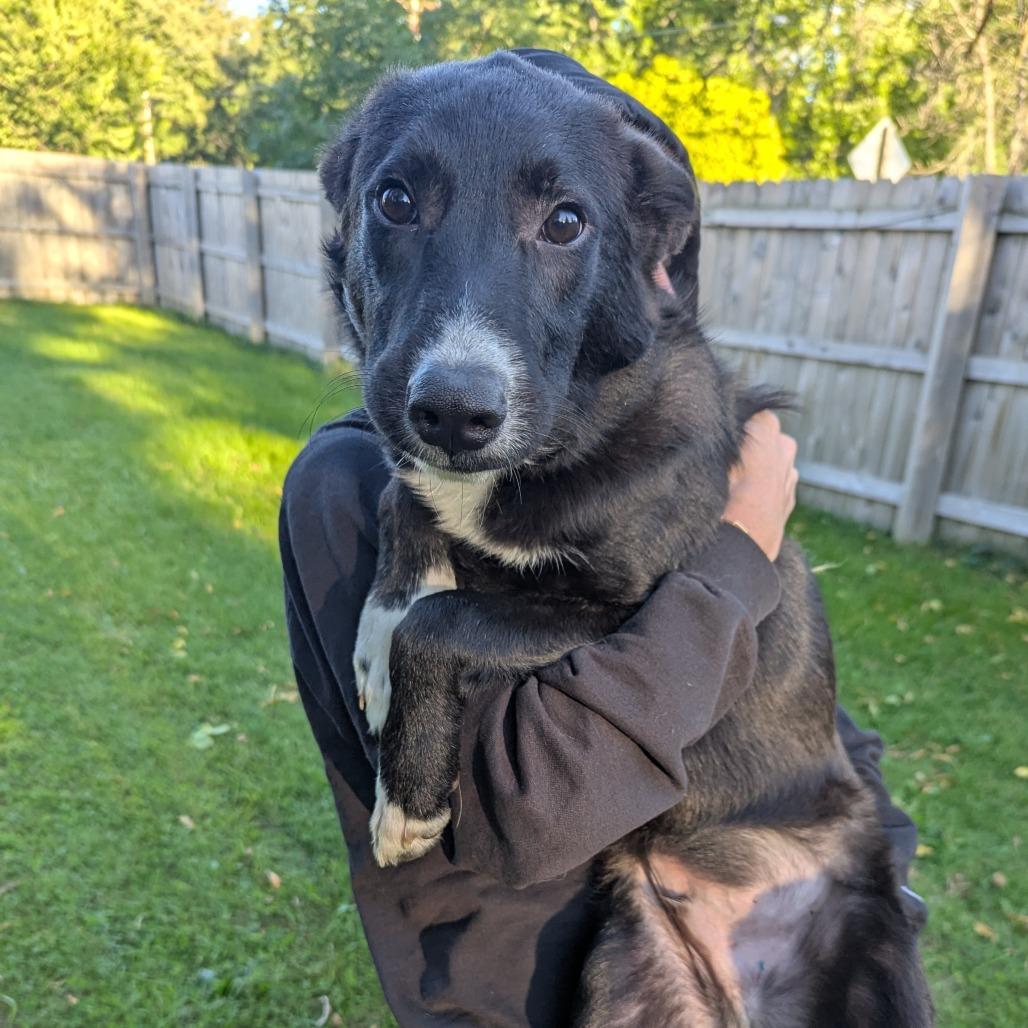 Enlarge Parsley, a Adoptable mixed breed in Tomah, WI image 5/5