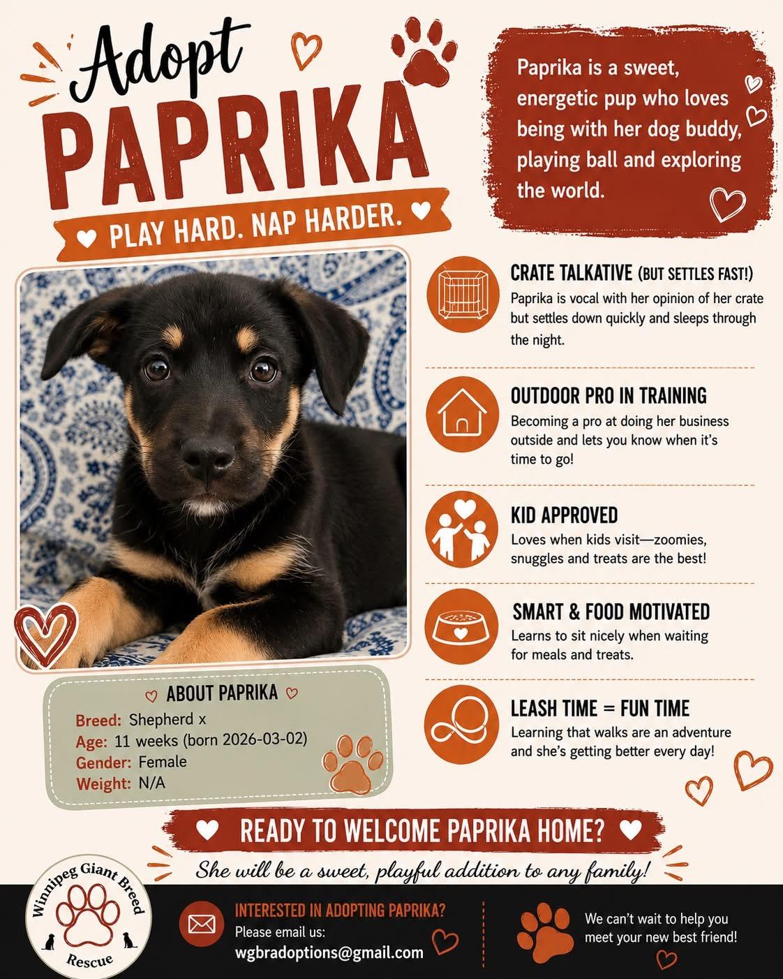 Enlarge Paprika, a ADOPTABLE mixed breed in Winnipeg, MB image 1/1