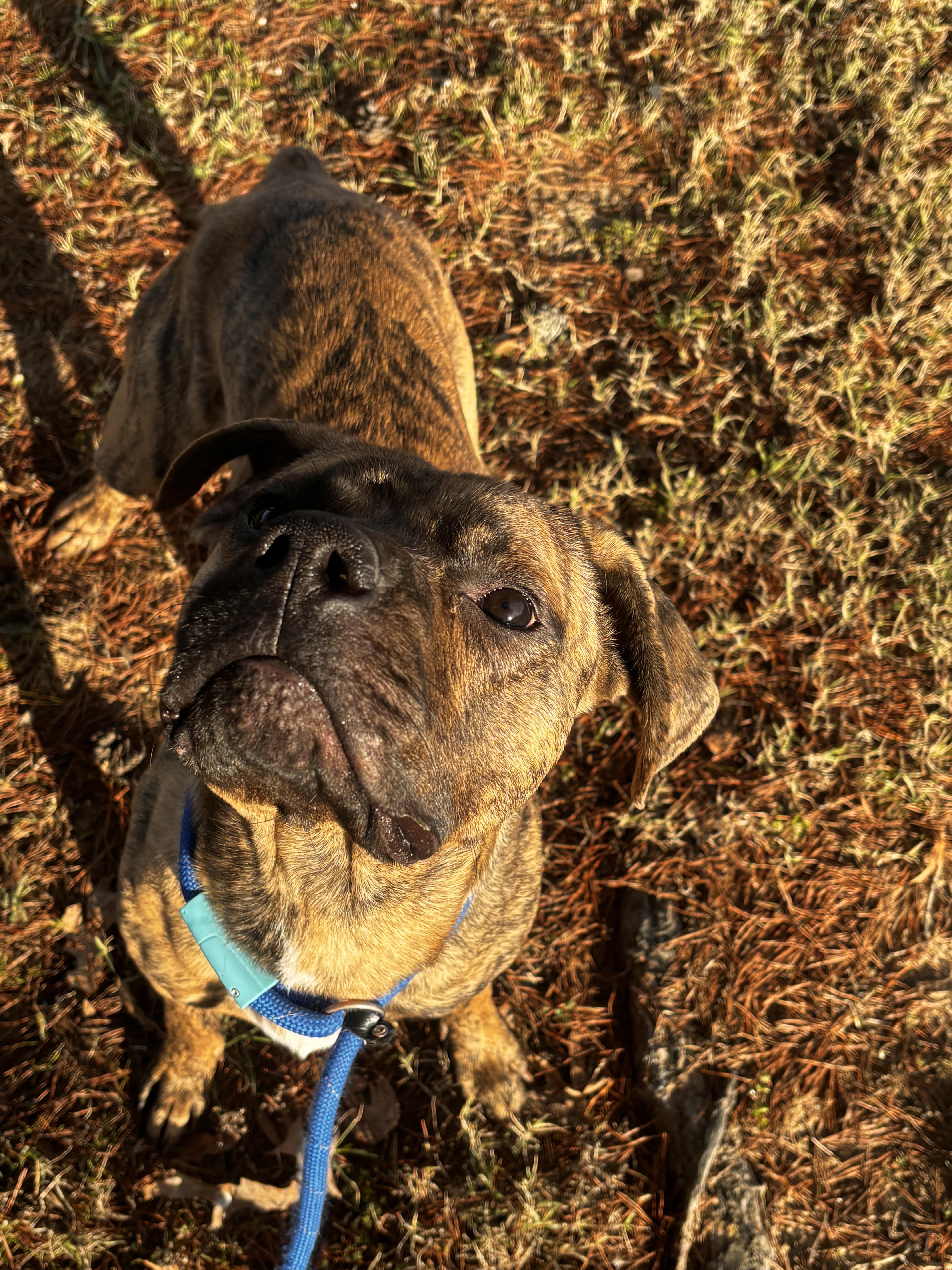Enlarge Hopper, a ADOPTABLE Pit Bull Terrier in Collierville, TN image 4/4