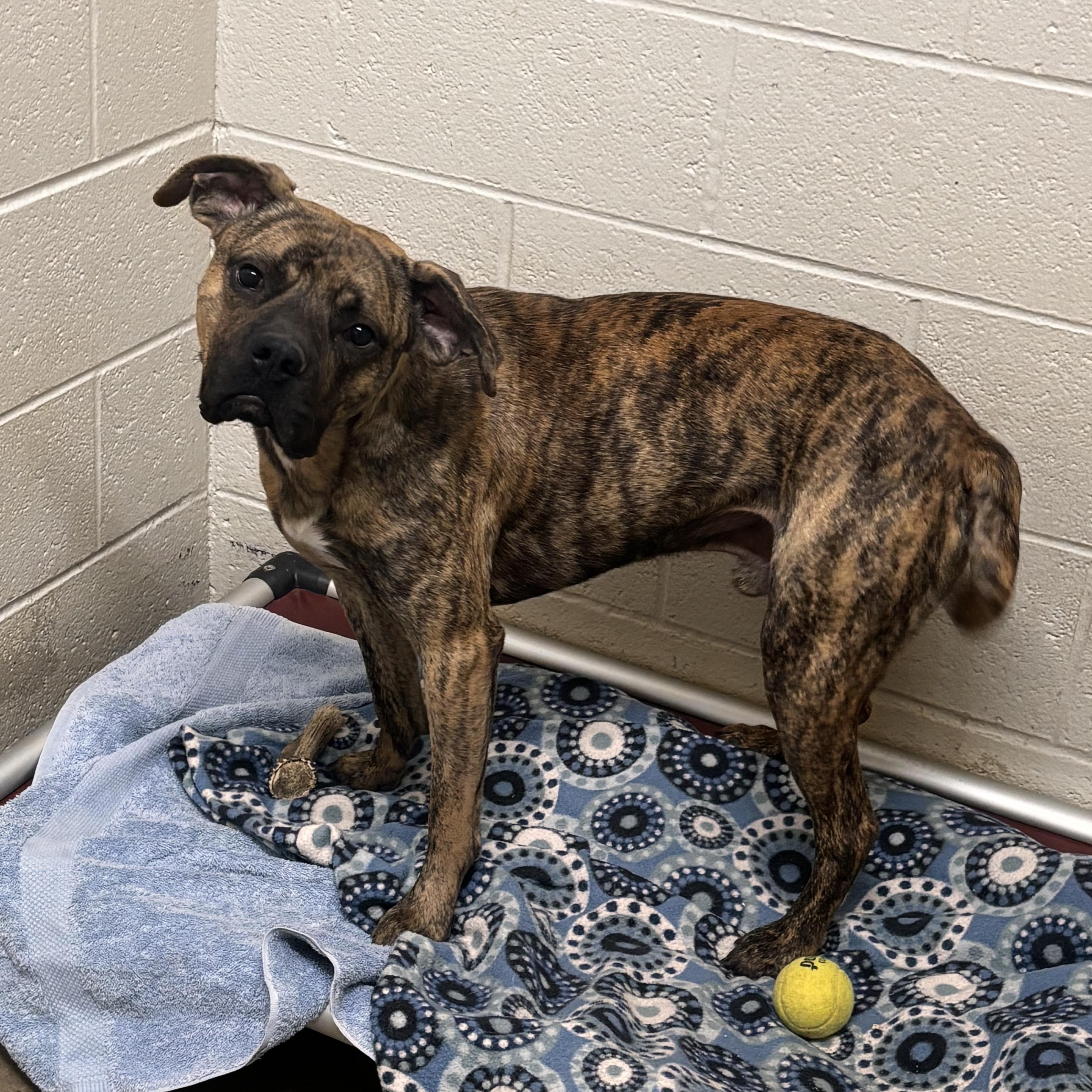Enlarge Hopper, a ADOPTABLE Pit Bull Terrier in Collierville, TN image 2/4