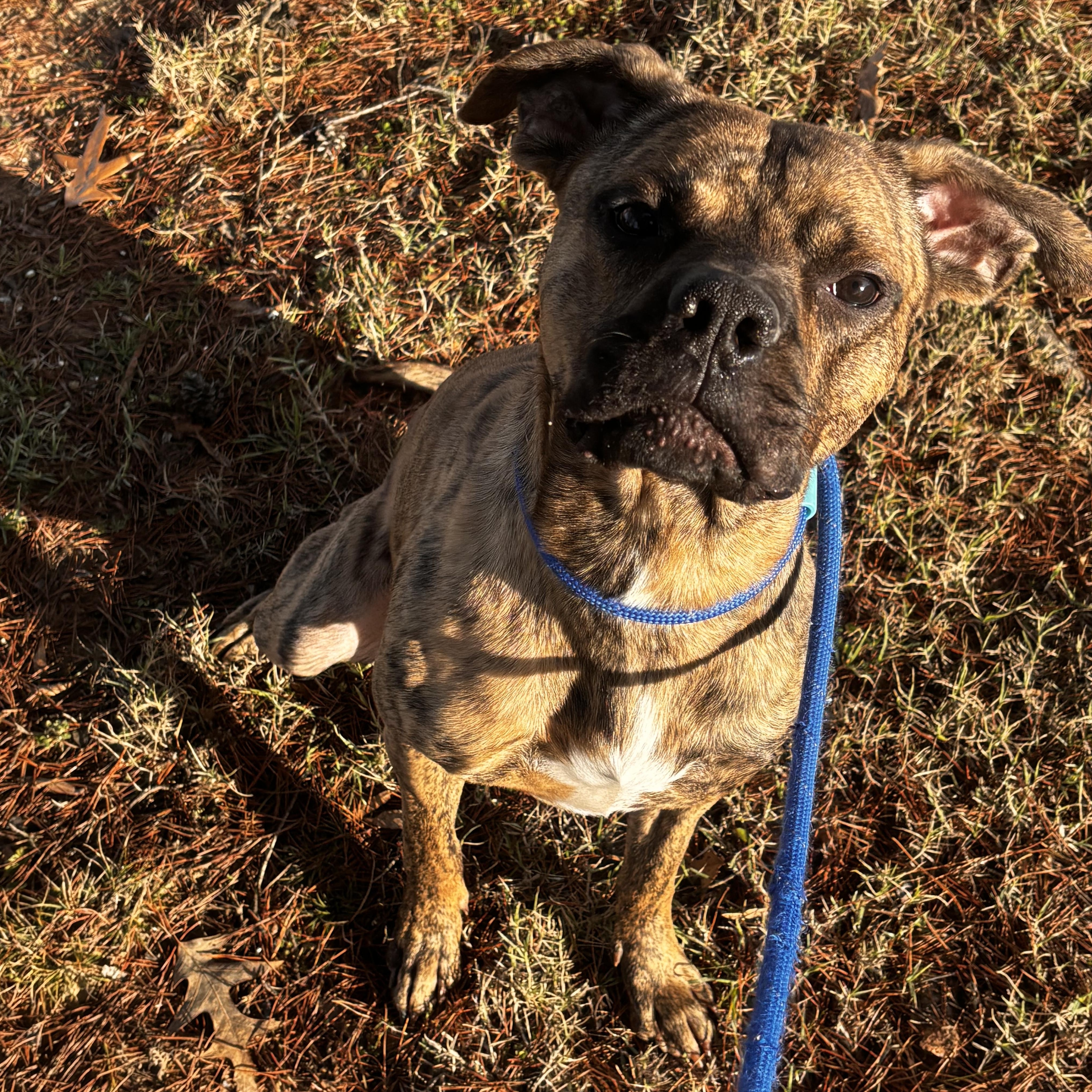 Enlarge Hopper, a ADOPTABLE Pit Bull Terrier in Collierville, TN image 1/4