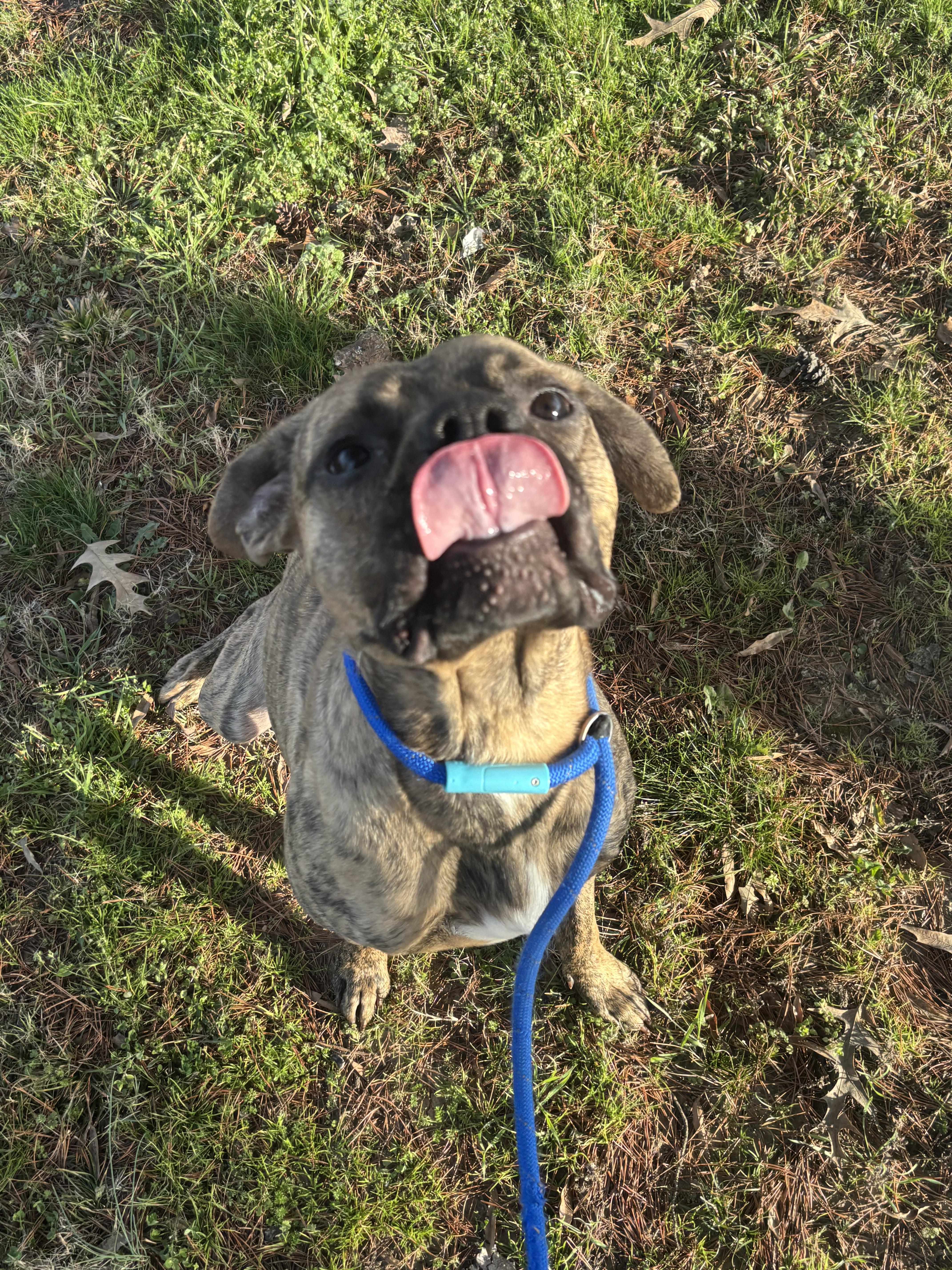 Enlarge Hopper, a ADOPTABLE Pit Bull Terrier in Collierville, TN image 3/4