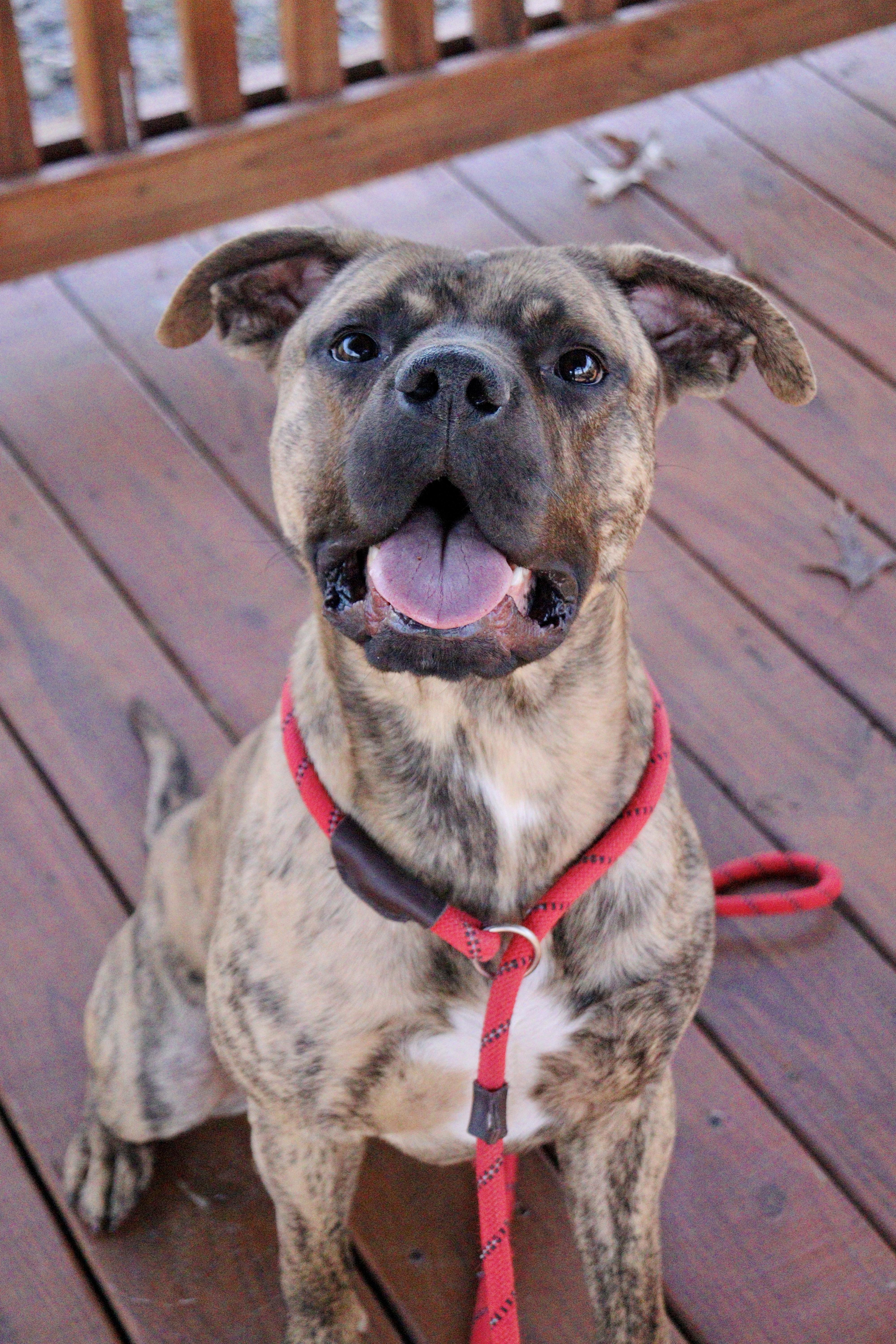 Hopper, ADOPTABLE, Young Male Pit Bull Terrier.