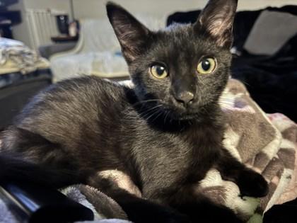 BabyRaven (The NoMDAndrea Litter)