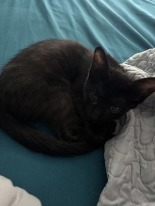 BabyRaven (The NoMDAndrea Litter)