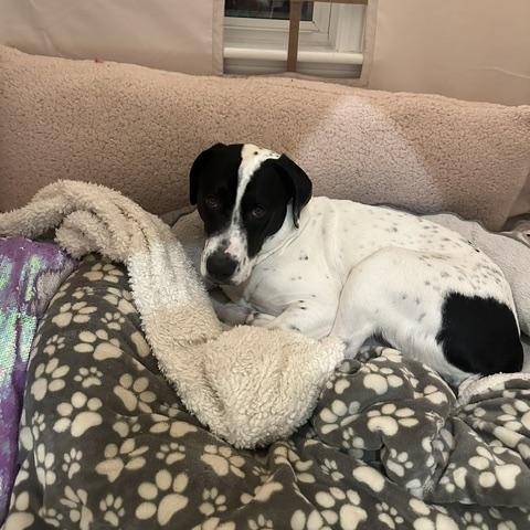 Enlarge Lucy Lulu - Local Lady, a Adoptable mixed breed in Andover, MA image 3/6