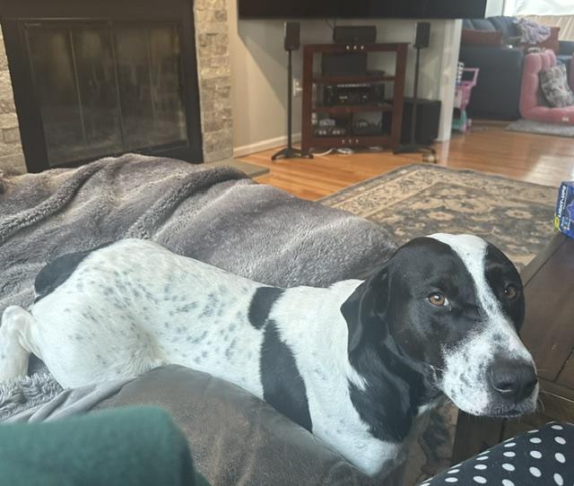 Enlarge Lucy Lulu - Local Lady, a Adoptable mixed breed in Andover, MA image 2/6