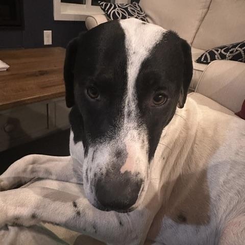 Enlarge Lucy Lulu - Local Lady, a Adoptable mixed breed in Andover, MA image 5/6