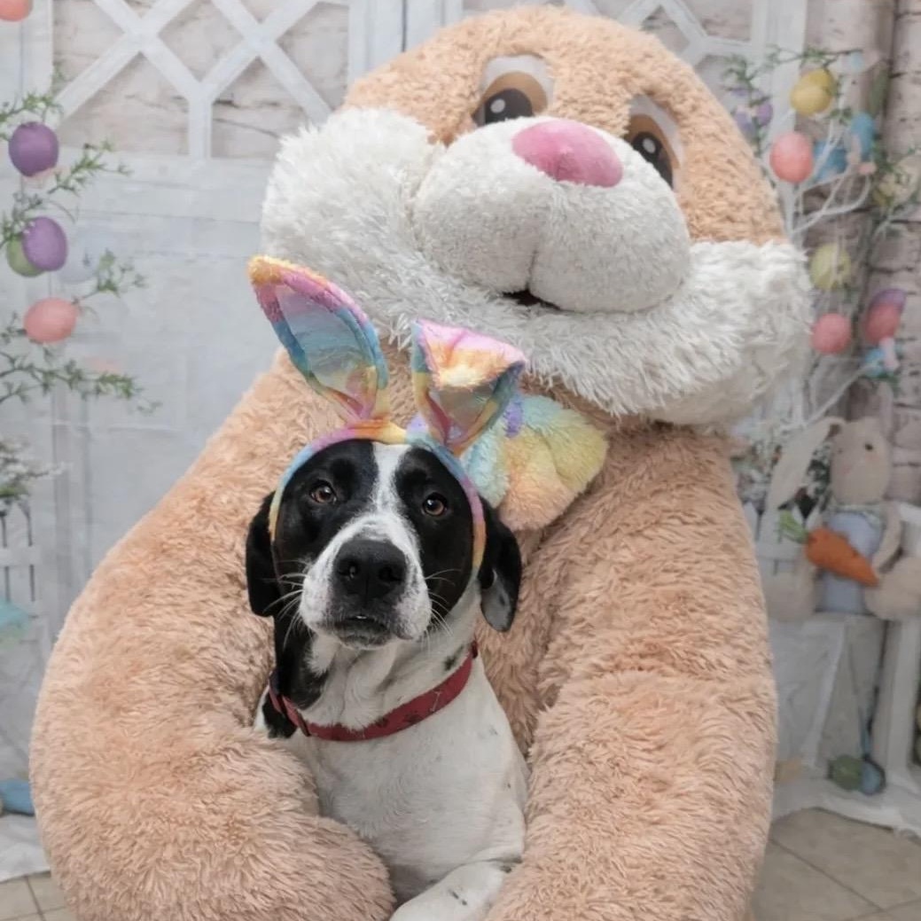 Enlarge Lucy Lulu - Local Lady, a Adoptable mixed breed in Andover, MA image 1/6