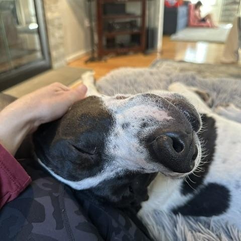 Enlarge Lucy Lulu - Local Lady, a Adoptable mixed breed in Andover, MA image 6/6