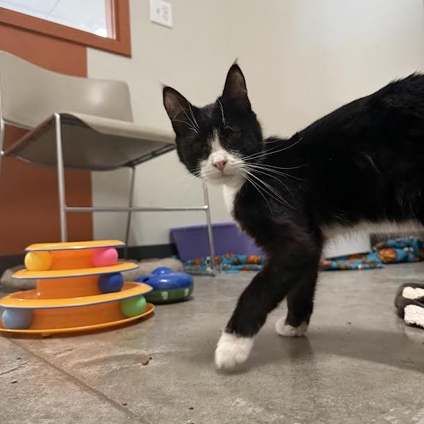 Enlarge Shaggy, a Adoptable Domestic Short Hair in Saint Cloud, MN image 1/5